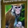 Королевство обезьян (DVD + Blu-ray) на DVD