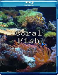 Коралловые рыбы 3D (Blu-ray) на Blu-ray