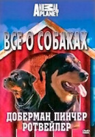 Изображение товара Discovery Все о собаках Доберман пинчер Ротвейлер