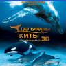 Дельфины и киты Обитатели океана 3D+2D (Blu-ray)* на Blu-ray