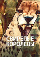 Изображение товара Свирепые королевы (15 серий)