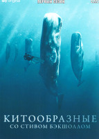 Изображение товара Китообразные со Стивом Бэкшоллом 1 Сезон (4 серии)